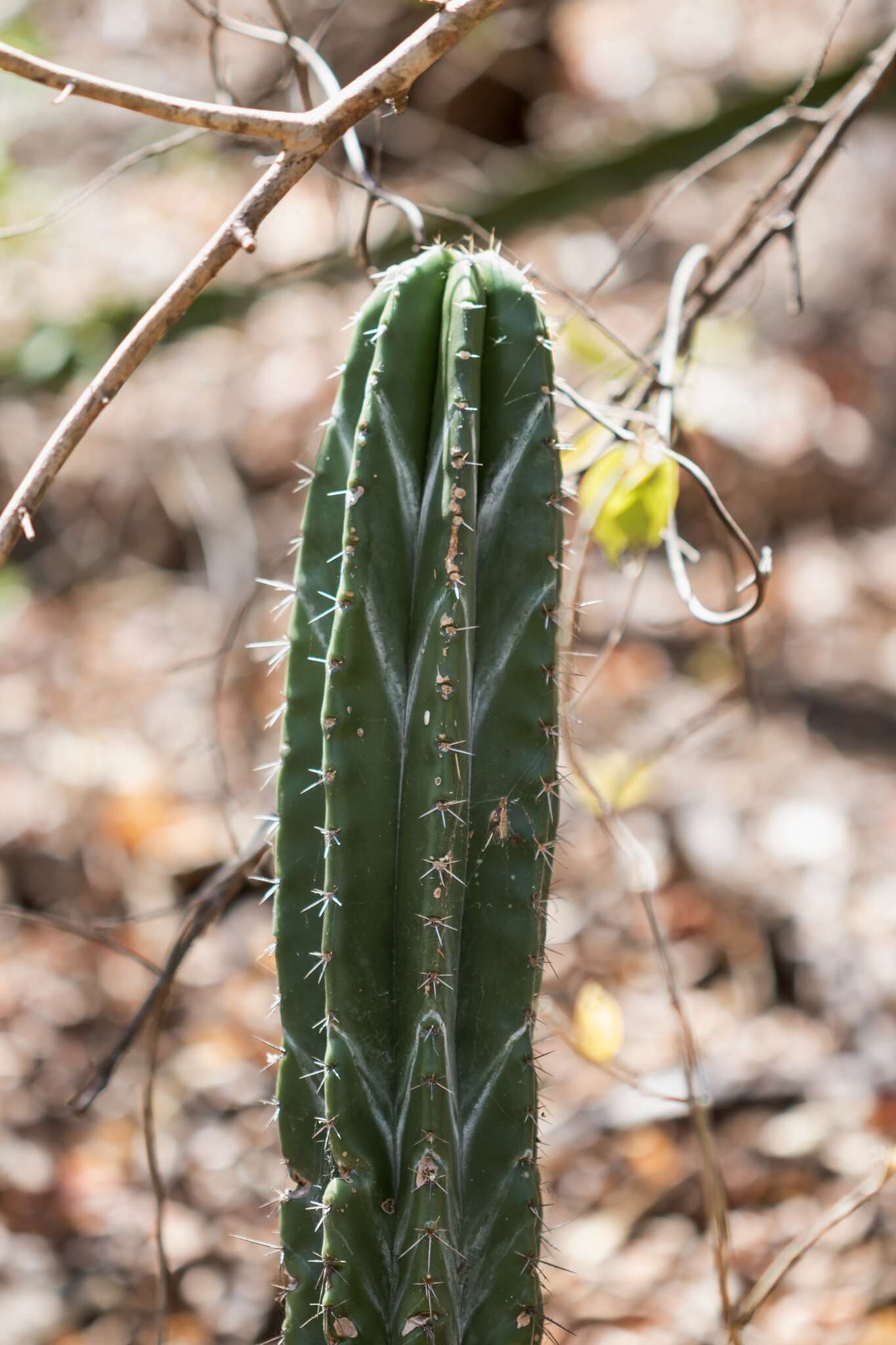 Stenocereus aragonii (F. A. C. Weber) Buxb.的圖片