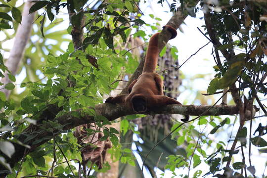 Image of Woolly monkey