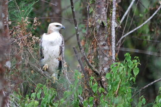 Nisaetus cirrhatus (Gmelin & JF 1788) resmi