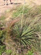 Image of Buckley's yucca