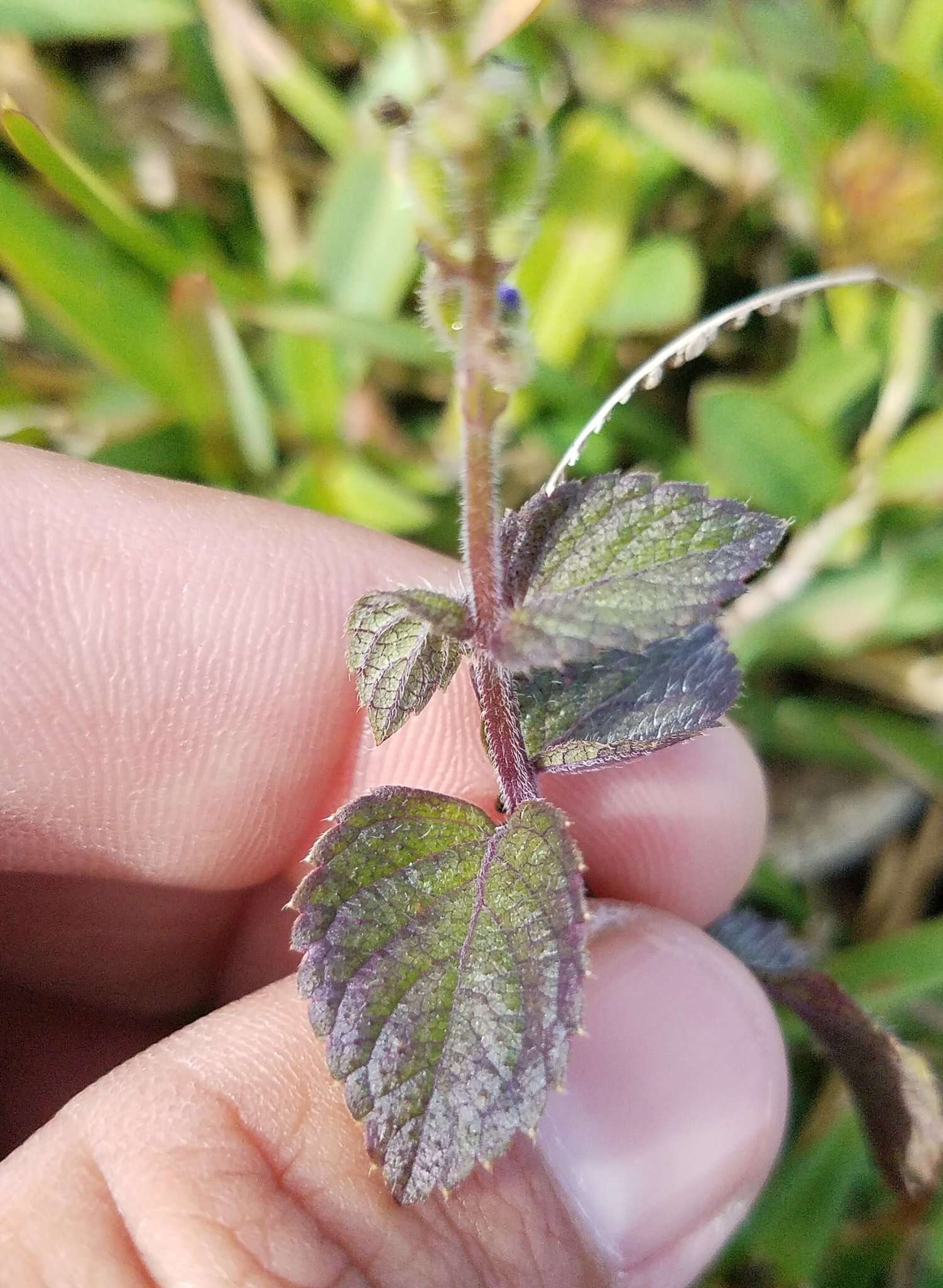 Image of West Indian sage