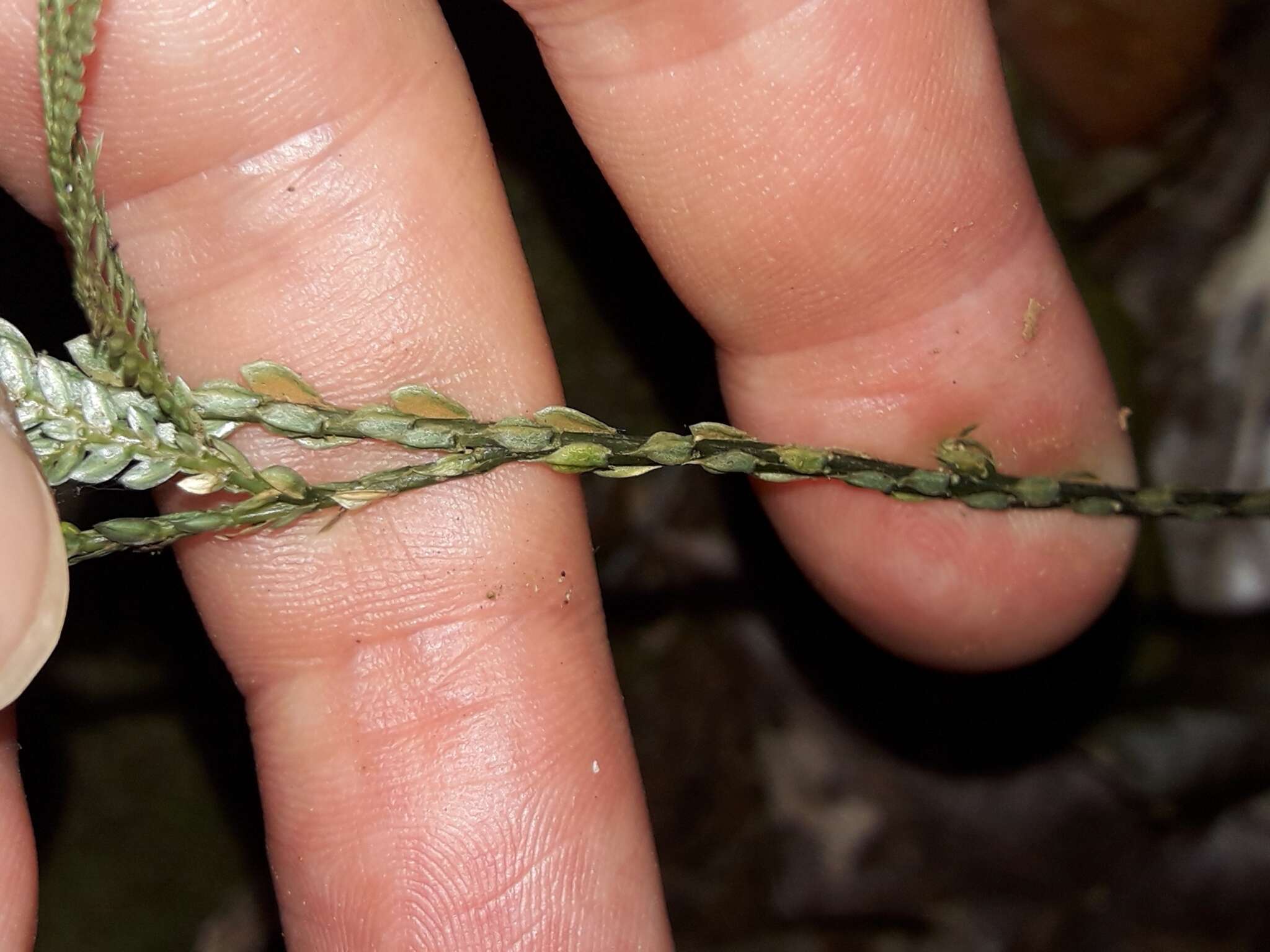 Image of Selaginella firmuloides Warb.