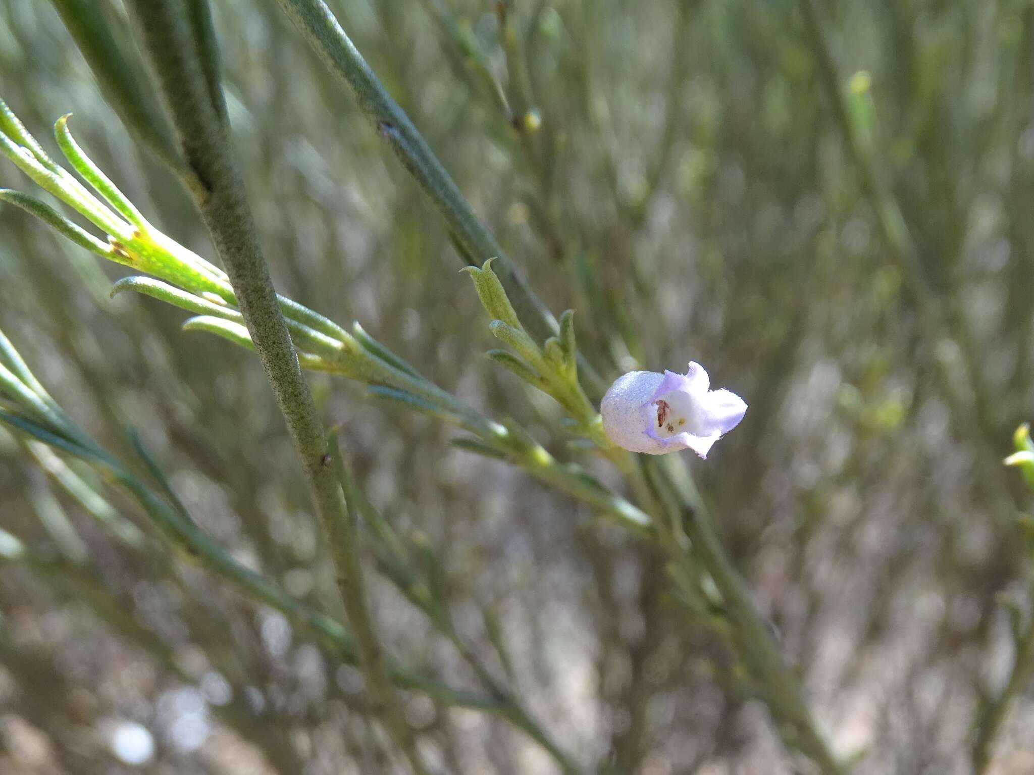 صورة Eremophila scoparia (R. Br.) F. Muell.