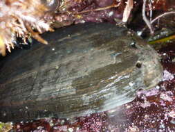 Image of Black Abalone