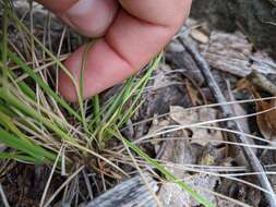 Image of Guadalupe fescue