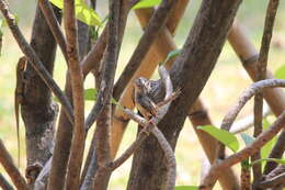 Image of Brown Prinia