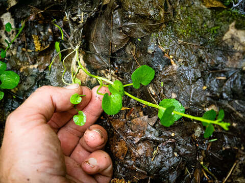 Image of American Bittercress