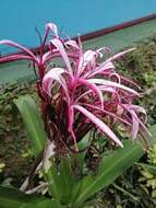 Image of Crinum amabile Donn ex Ker Gawl.