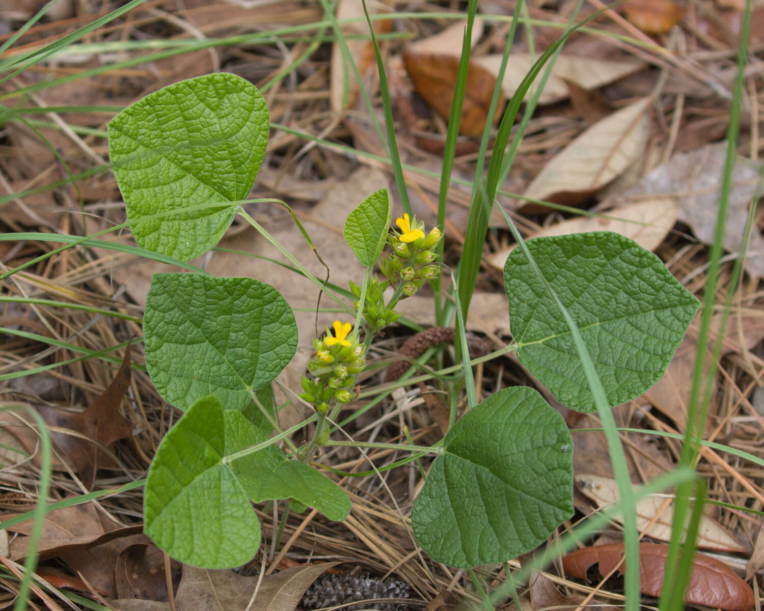 Image of dollarleaf