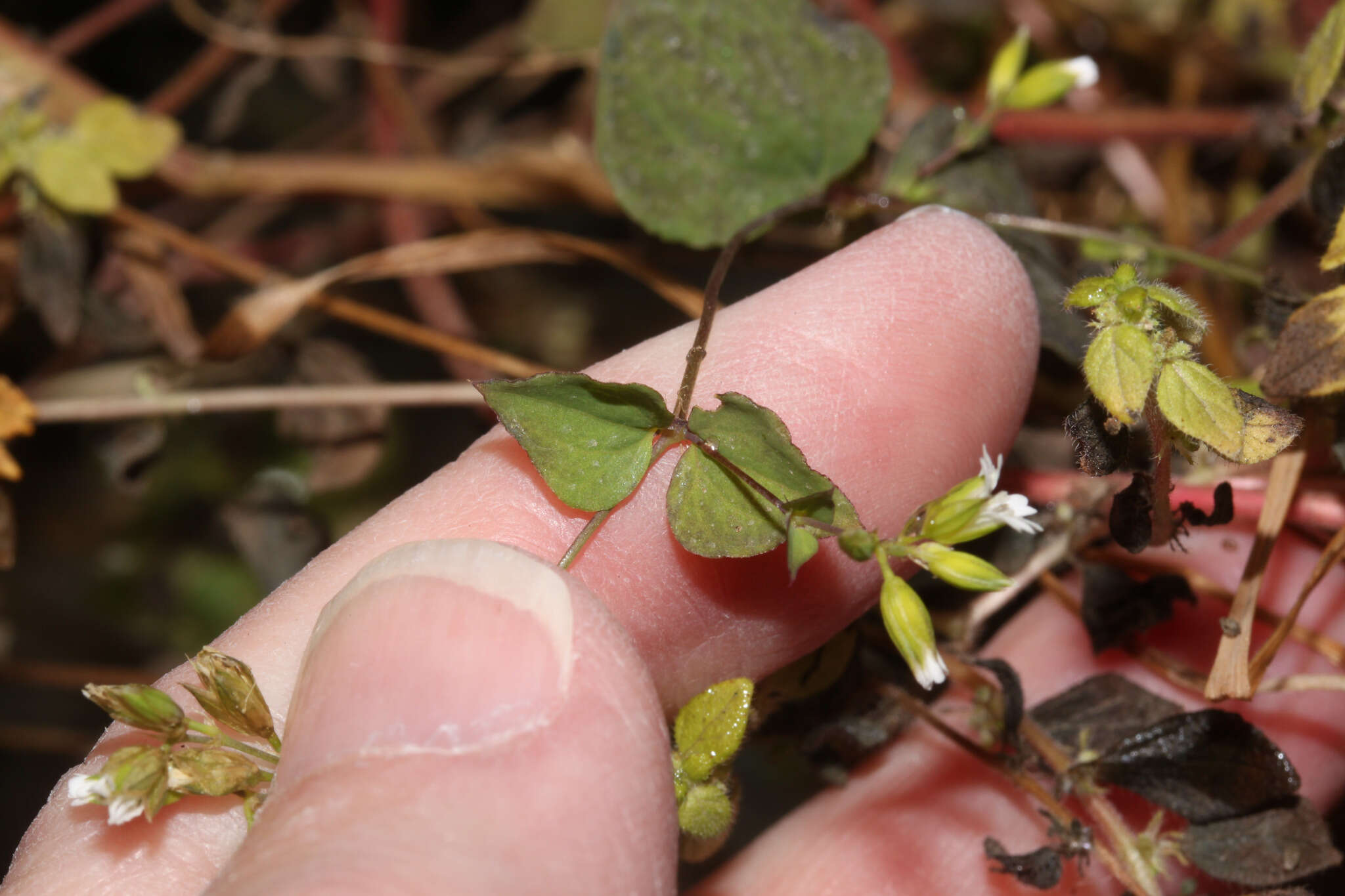 Image of Drymaria paposana Phil.