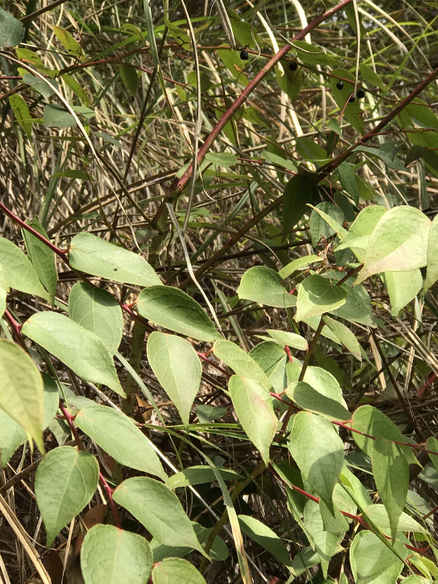 Image of Gaultheria leucocarpa var. cumingiana (Vidal) T. Z. Hsu