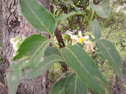 Image de Solanum stuckertii Bitter