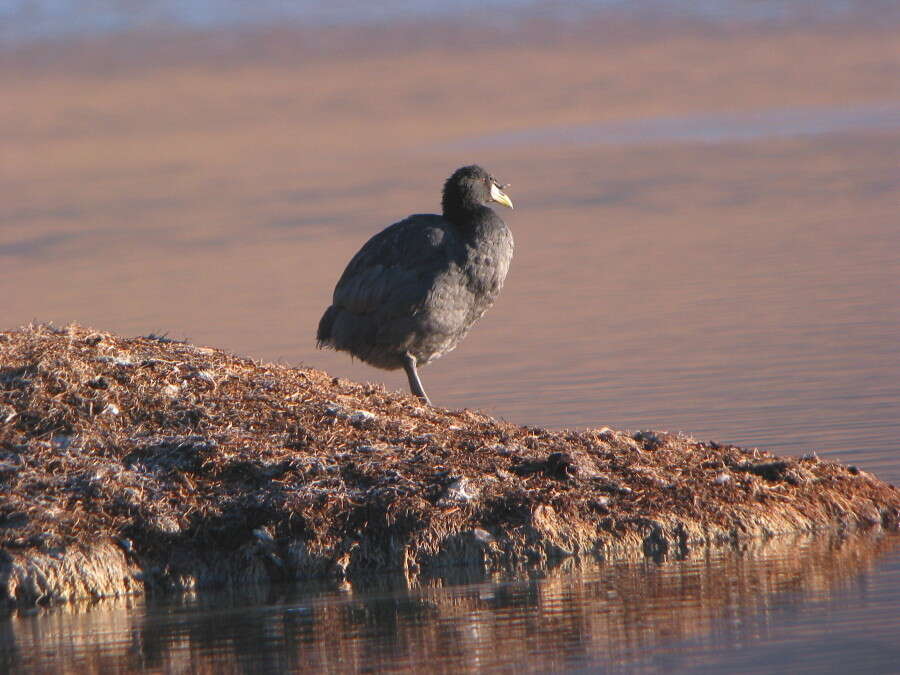 Image of Horned Coot