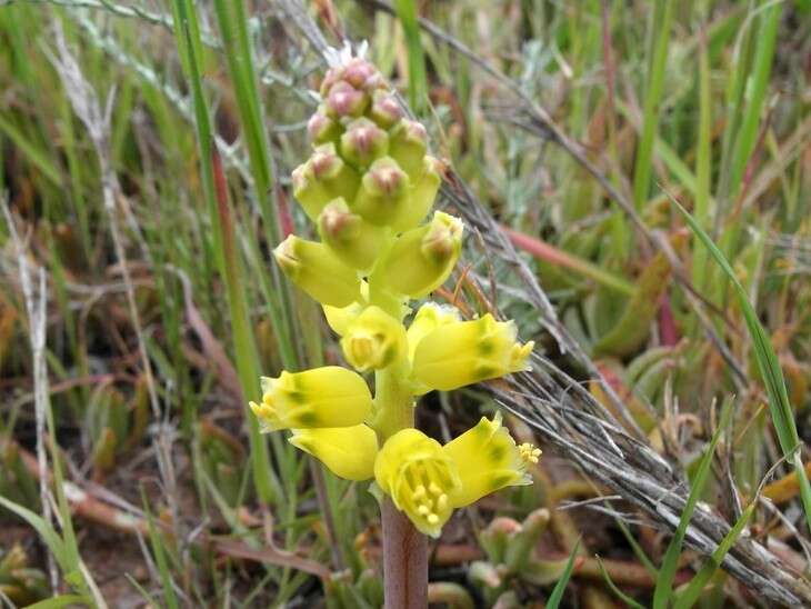 Image of Lachenalia mathewsii W. F. Barker