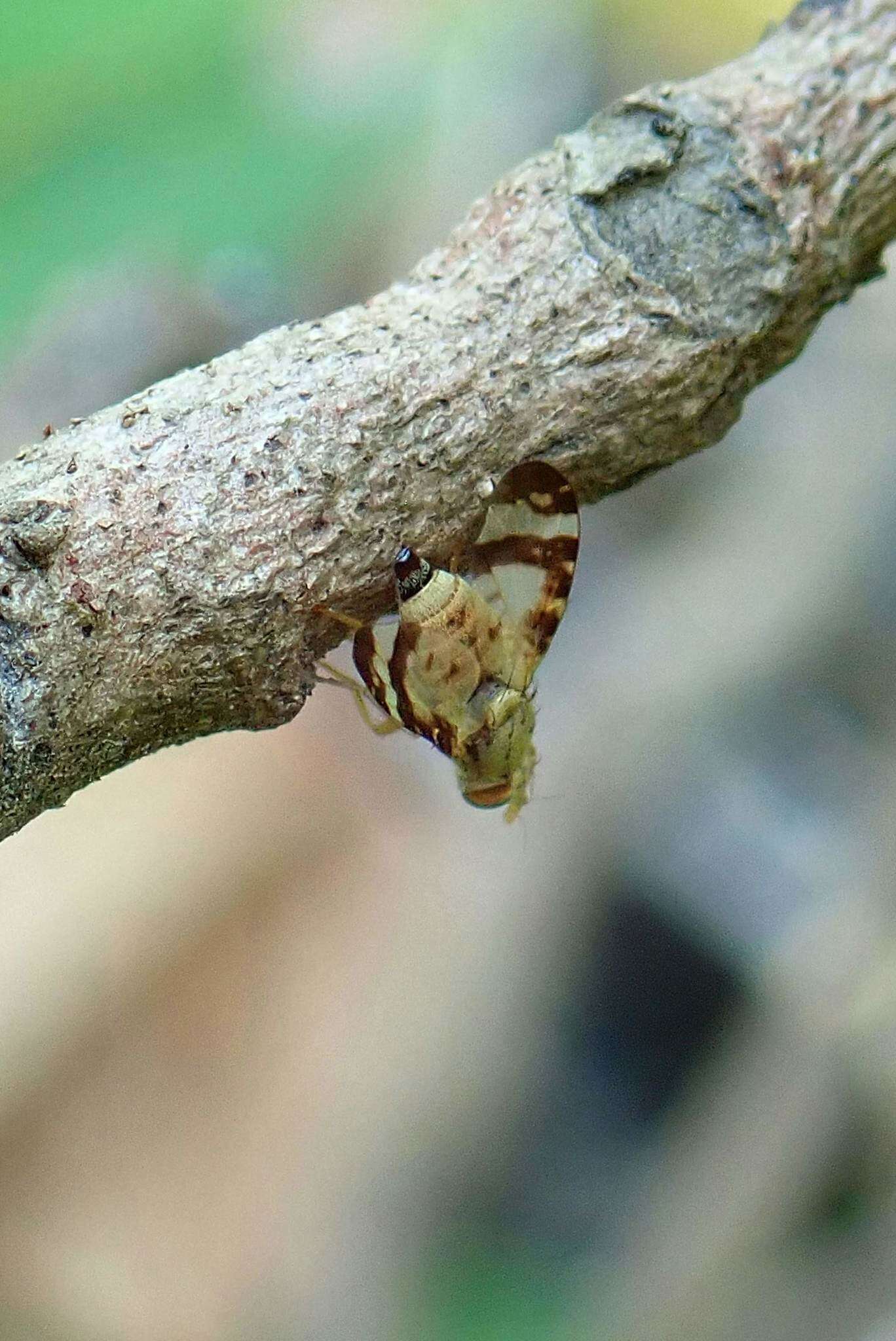 Image of Sphenella sinensis Schiner 1868