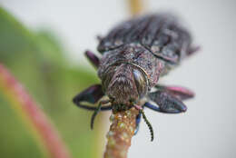 Image of Chrysobothris chrysostigma (Linnaeus 1758)