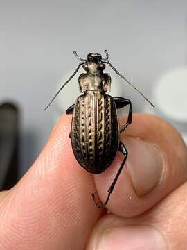 Image of Carabus (Carabus) granulatus granulatus Linnaeus 1758