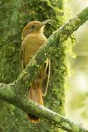 Image of Plain-winged Woodcreeper