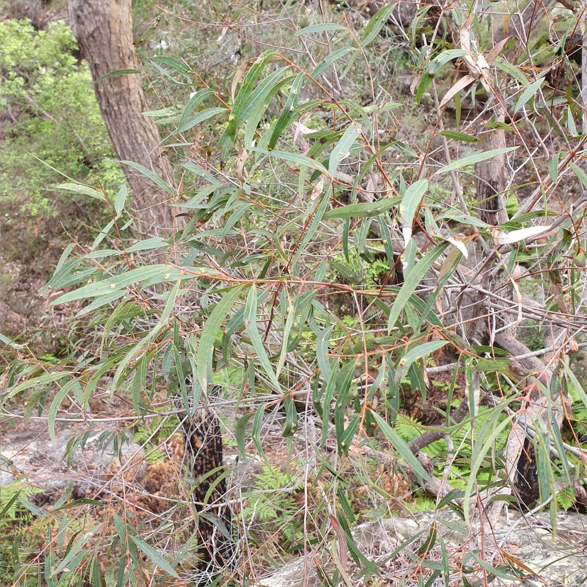 Image of Angophora bakeri E. C. Hall