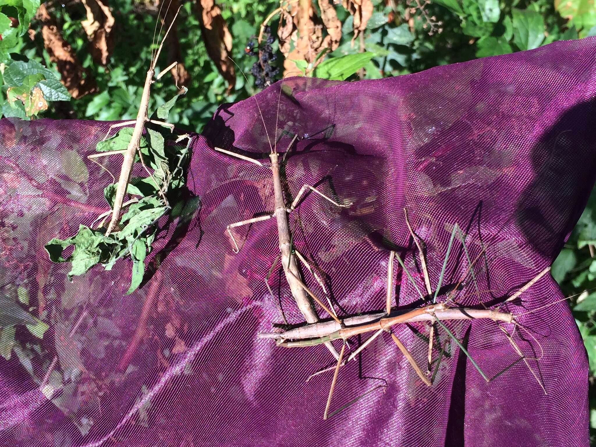 Image of Tamaulipan Walkingstick