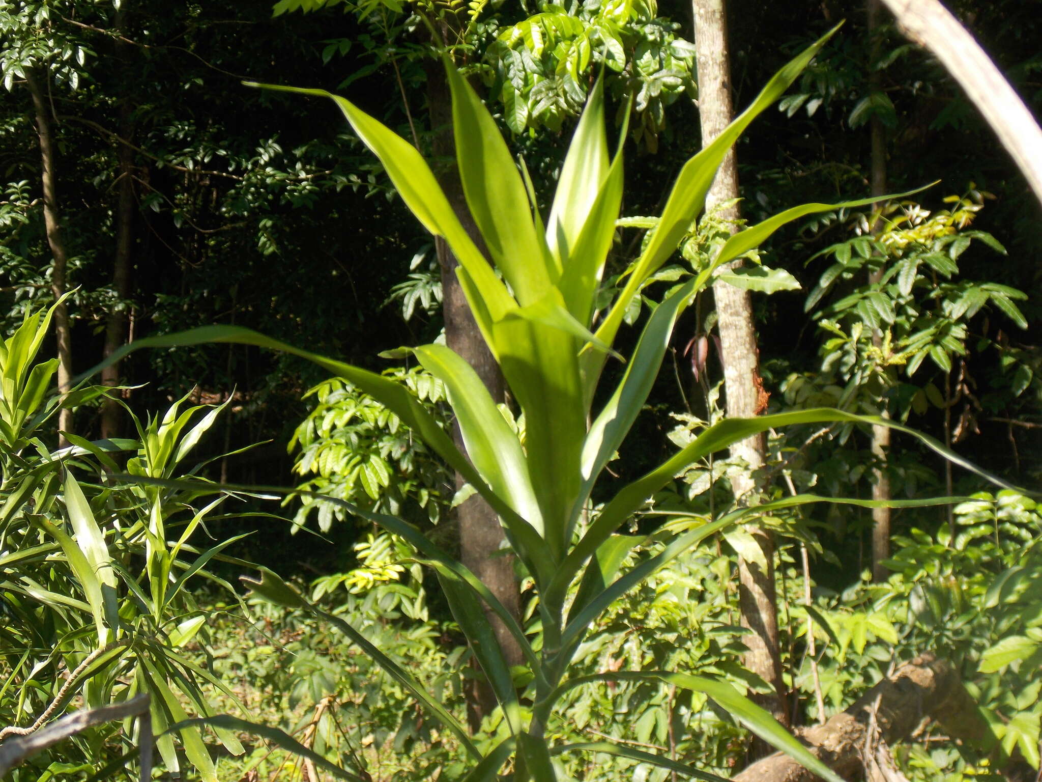 Слика од Dracaena angustifolia (Medik.) Roxb.