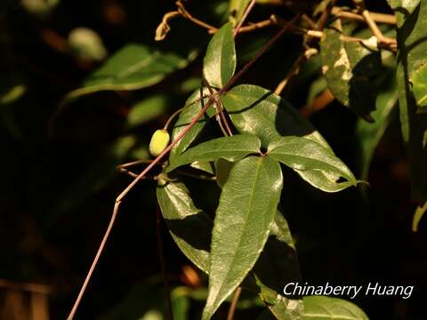 صورة Clematis morii Hayata