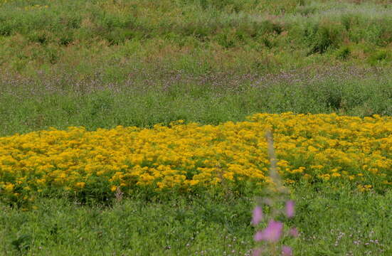 Image of Aleutian ragwort