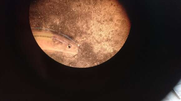 Image of freshwater eels