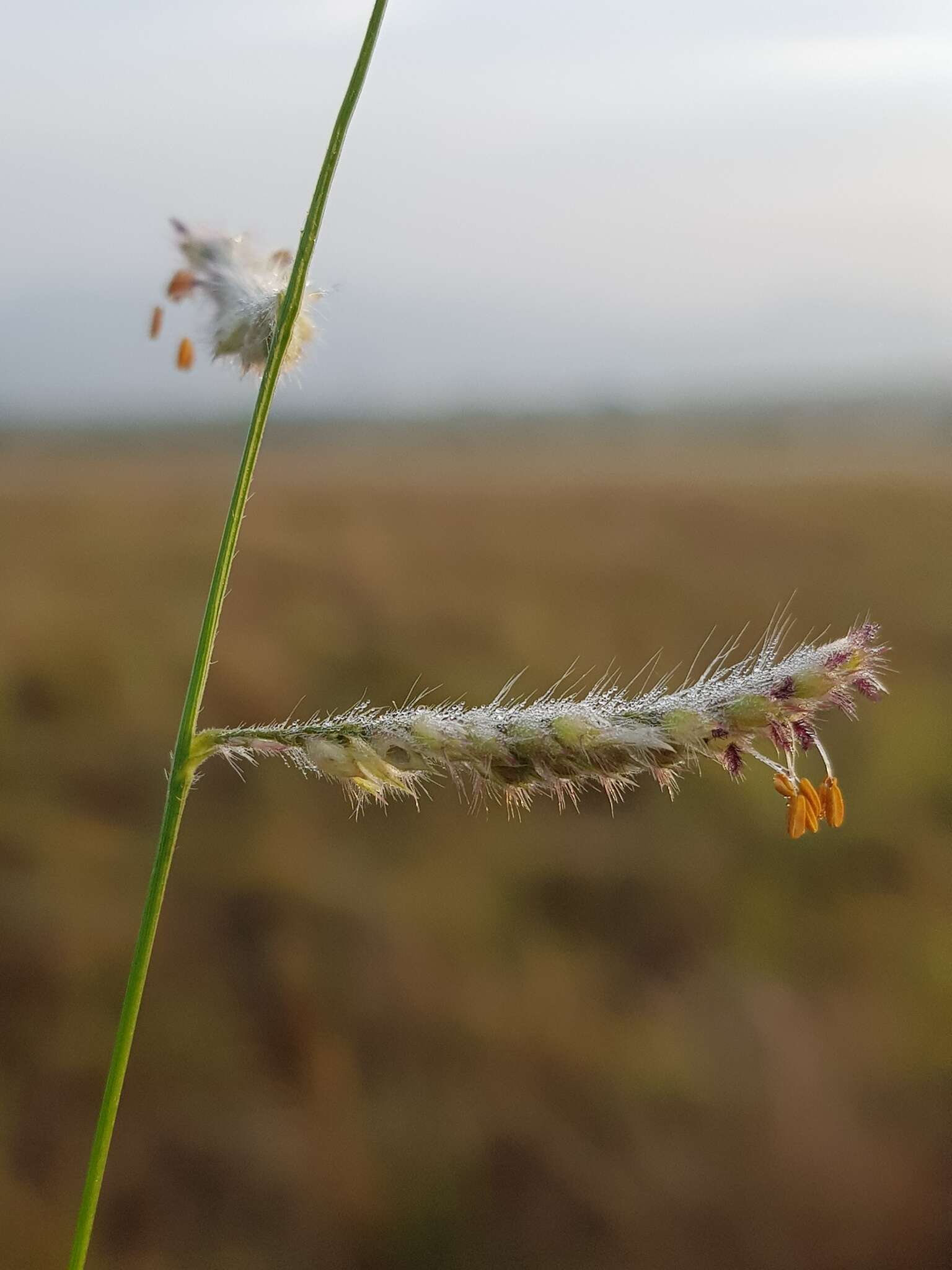 Plancia ëd Brachiaria nigropedata (Munro ex Ficalho & Hiern) Stapf