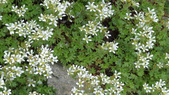 Imagem de Saxifraga geranioides L.