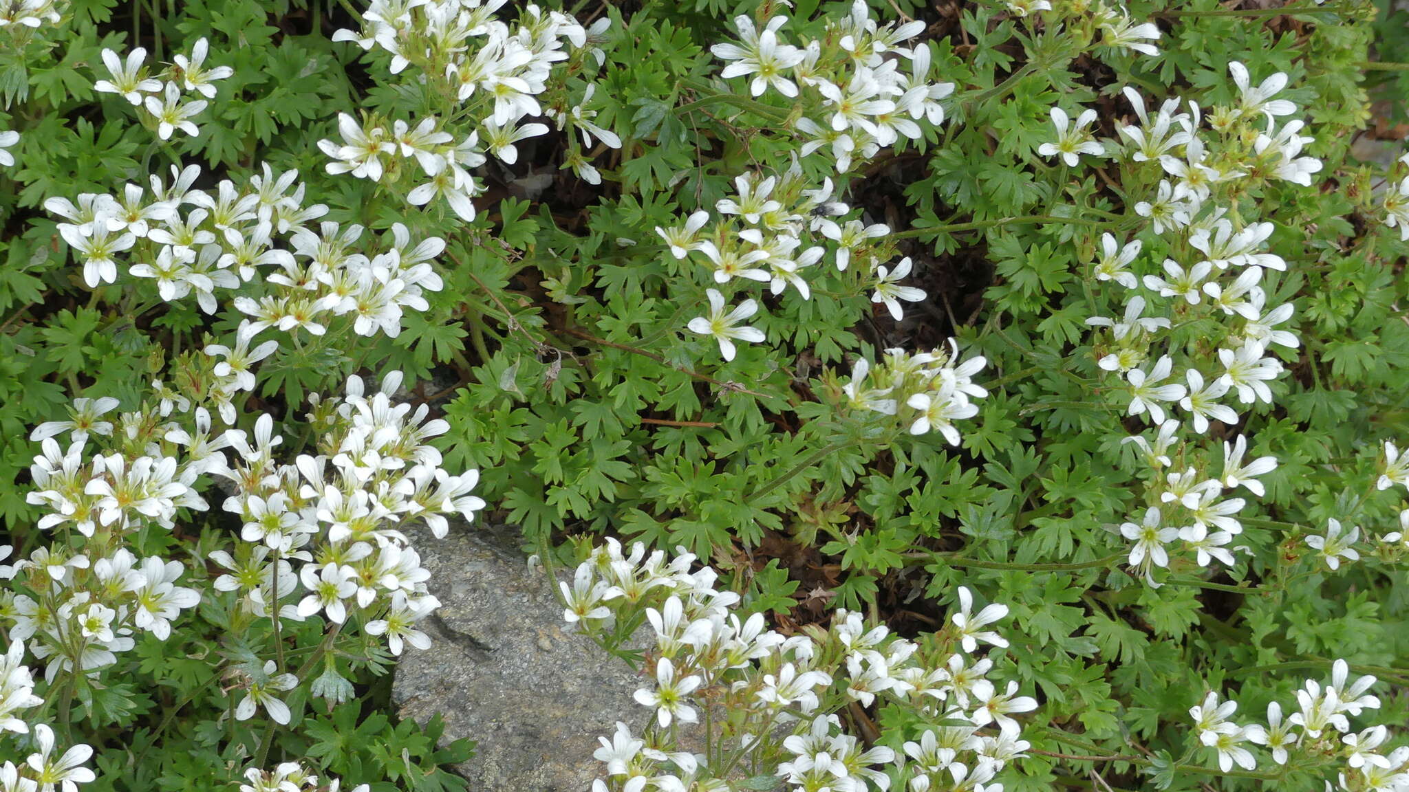 Sivun Saxifraga geranioides L. kuva