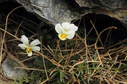 Image of Viola crassiuscula Bory