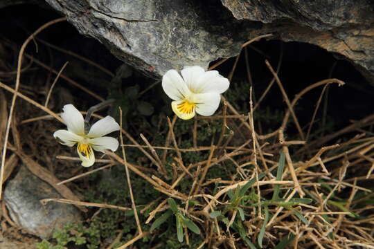 Image of Viola crassiuscula Bory