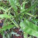 Image de Anthurium raimundii Mayo, Haigh & Nadruz