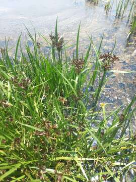 Image of Cyperus nitidus Lam.