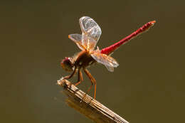 Image of Cardinal Meadowhawk