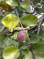 Image of Neocarya macrophylla (Sabine) Prance ex F. White