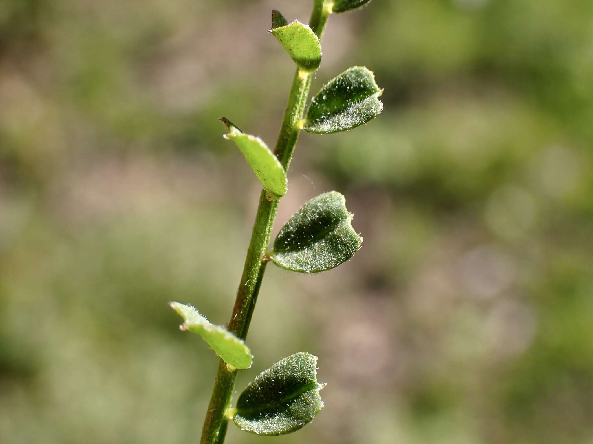 Plancia ëd Swainsona microphylla A. Gray