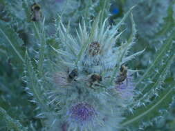 Image of Bombus kirbiellus Curtis 1835