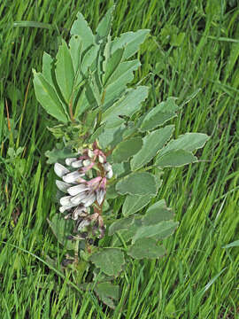 Image of Broad Bean