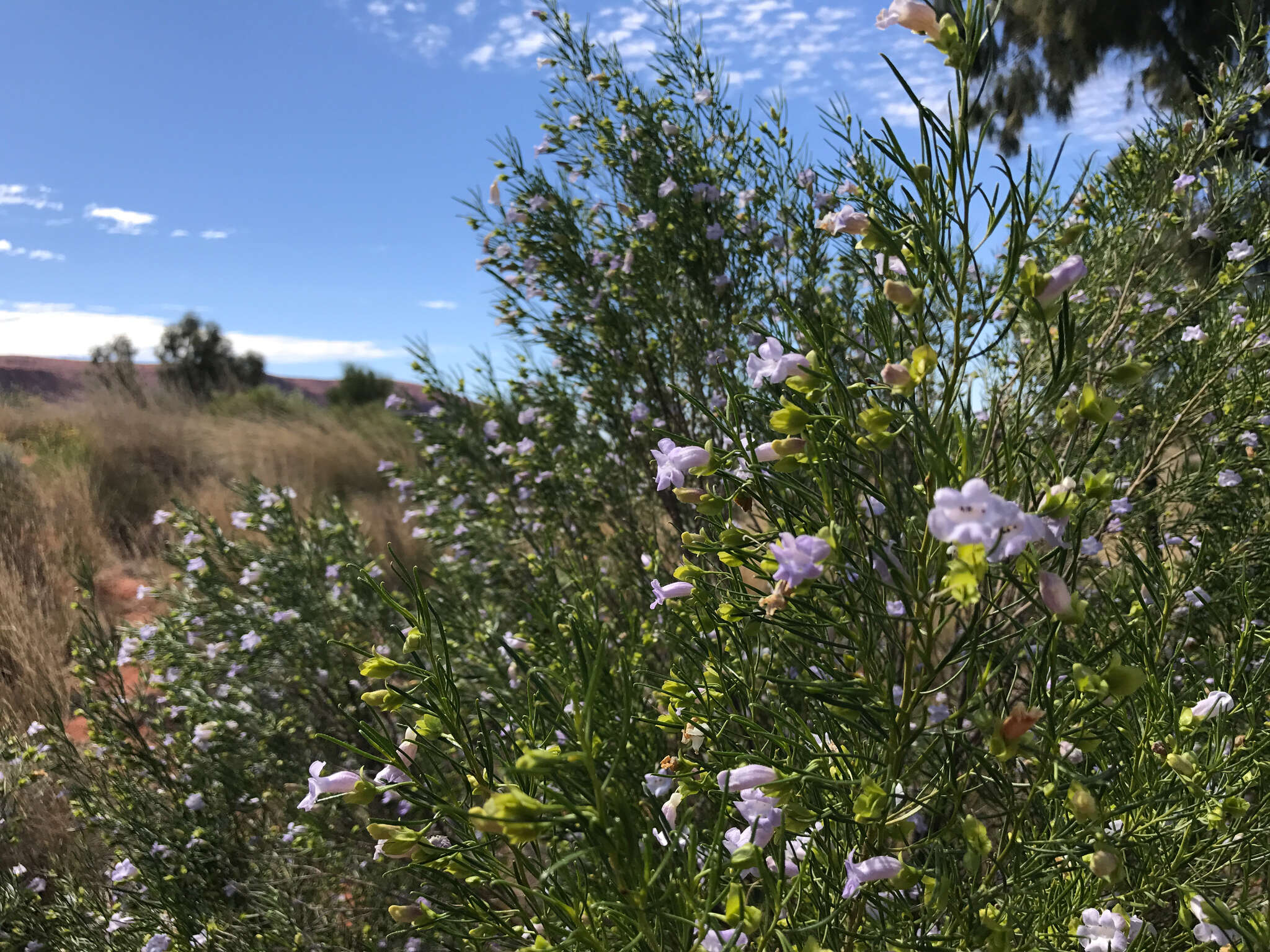 Image of Eremophila gibsonii F. Muell.