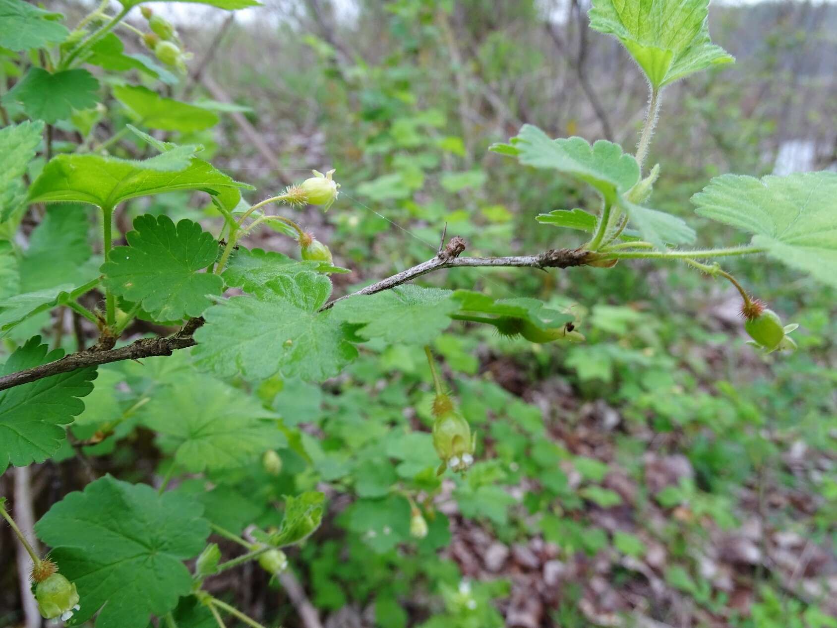 Image of eastern prickly gooseberry