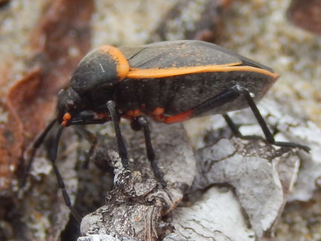 Largus californicus (Van Duzee 1923)的圖片