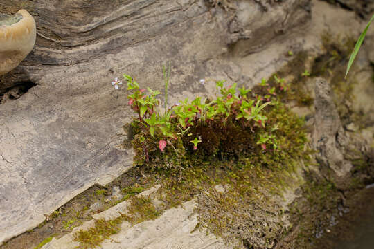 Image de Epilobium ciliatum subsp. ciliatum