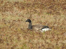 صورة Branta bernicla bernicla (Linnaeus 1758)