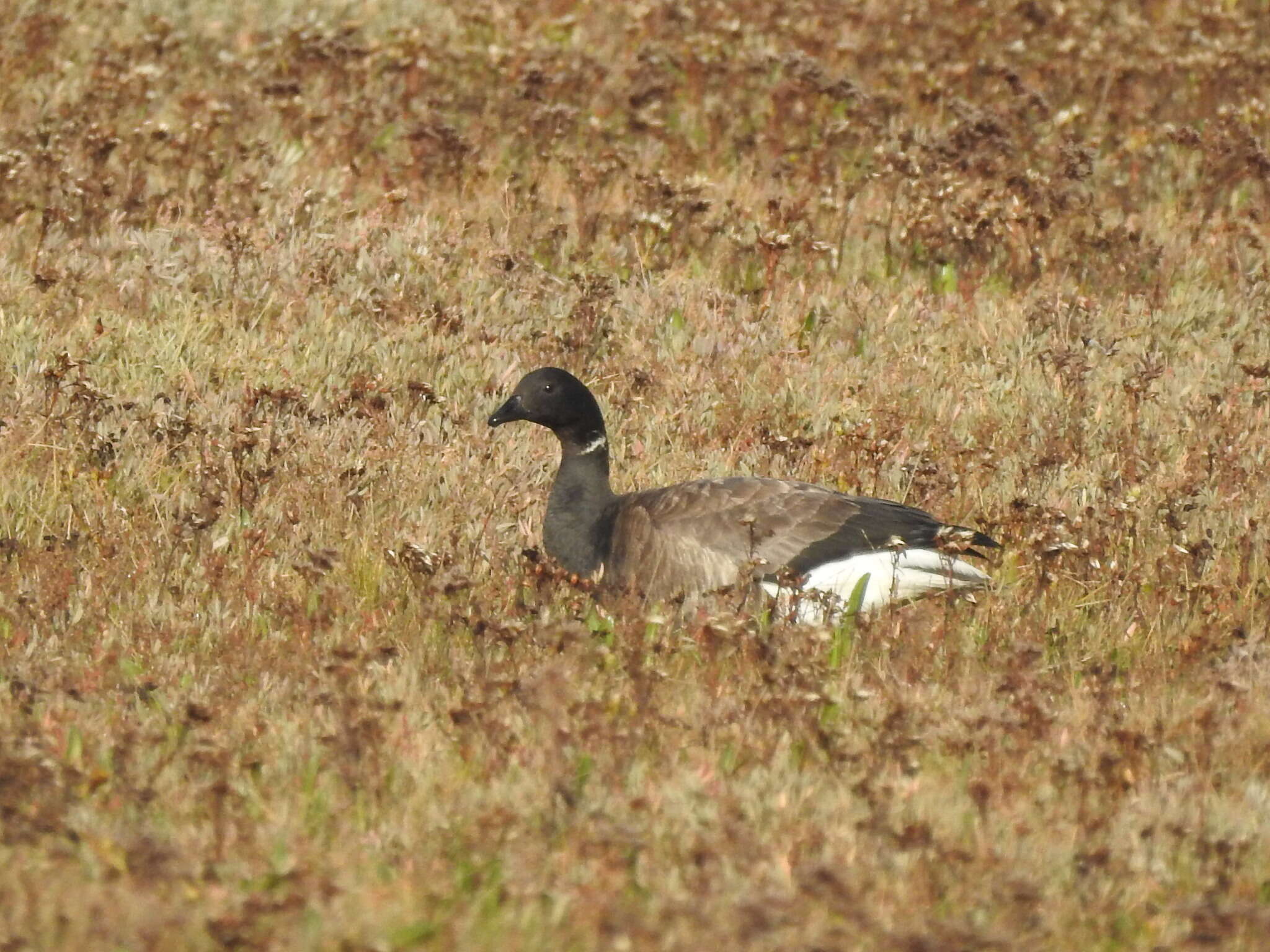 صورة Branta bernicla bernicla (Linnaeus 1758)