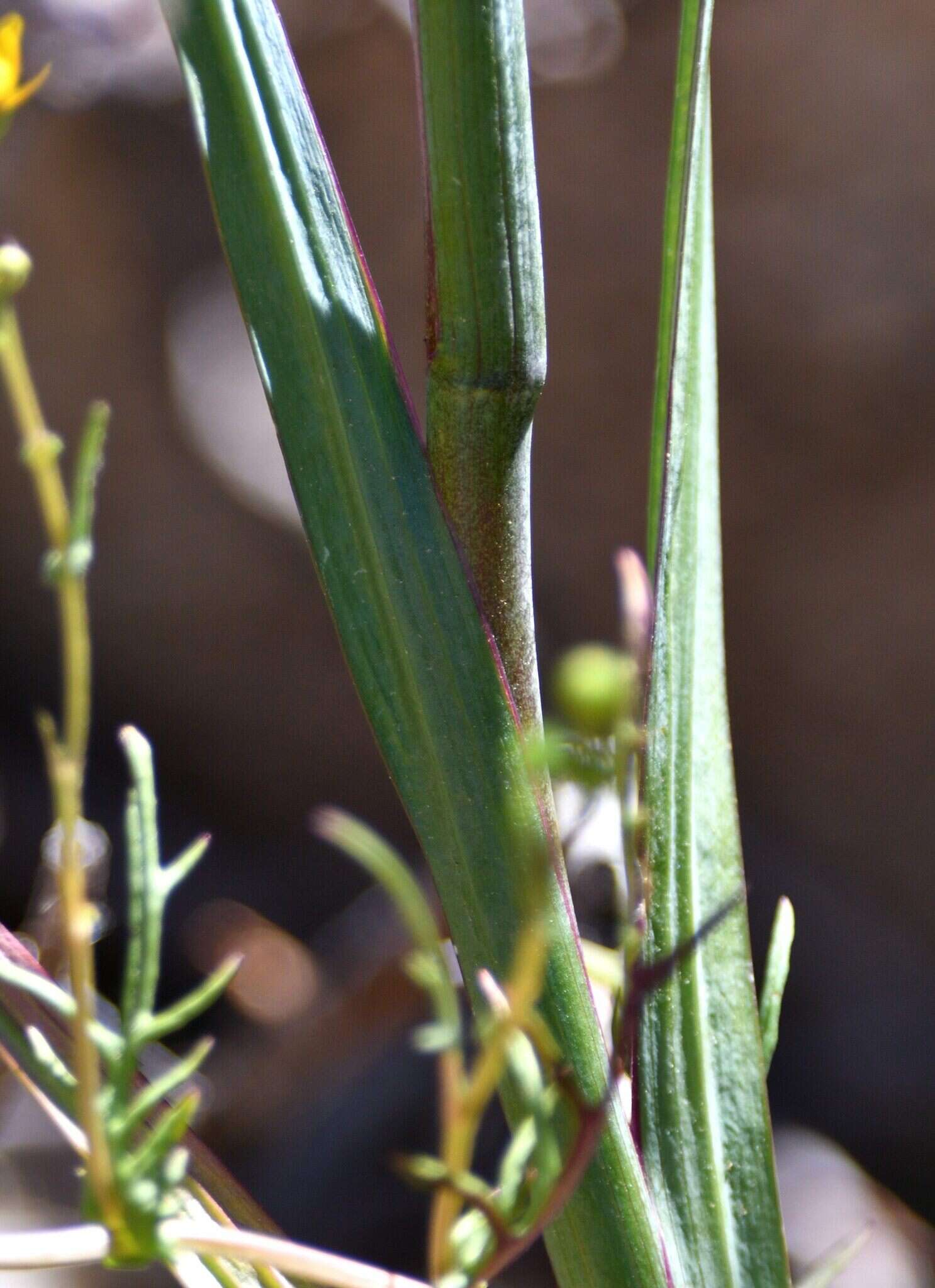 Gladiolus saccatus (Klatt) Goldblatt & M. P. de Vos的圖片