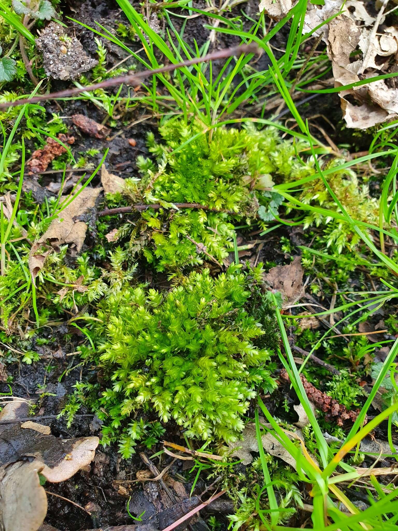 Image of Woodsy Silk-moss