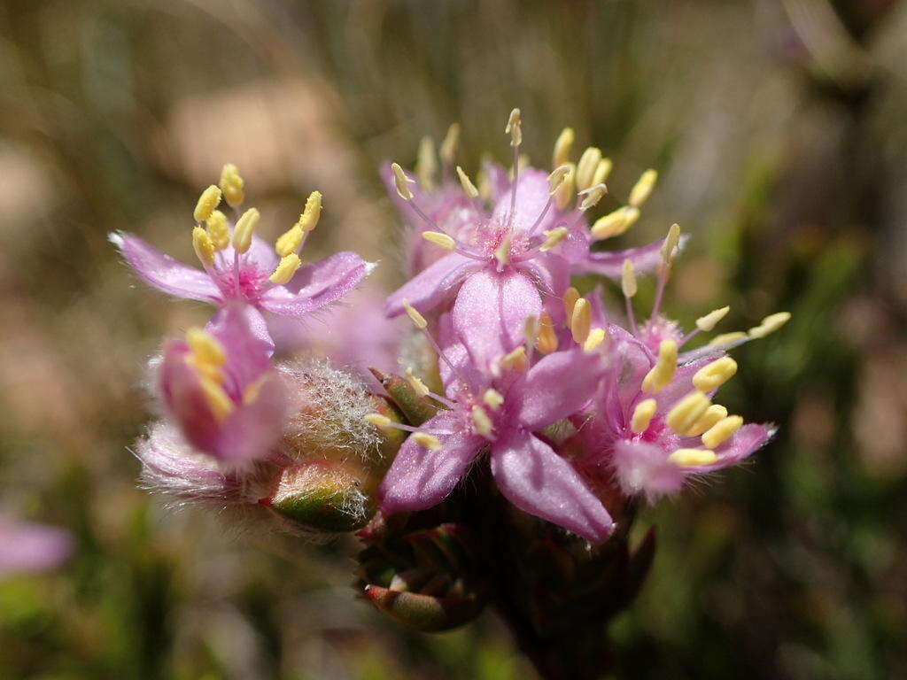 Image of Lachnaea montana Beyers