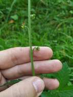 Image of fragrant agrimony